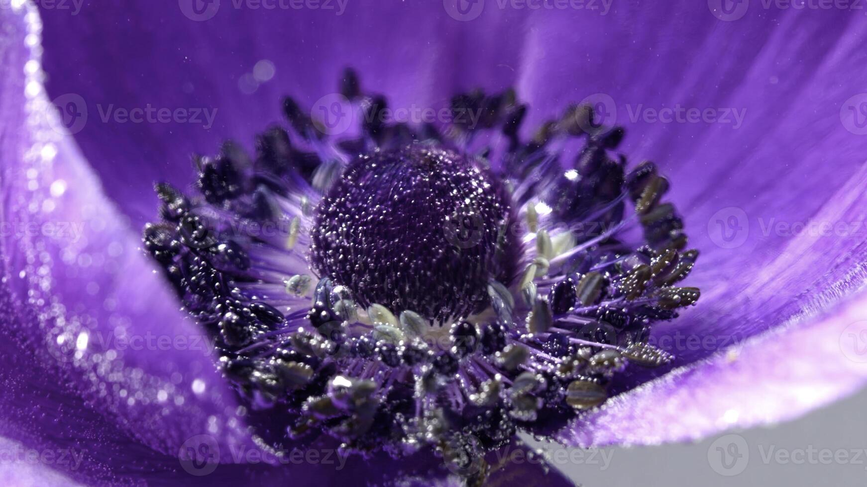 Purple open beautiful flower.Stock footage. A large flower wrapped in water and bubbles that envelop it in macro photo