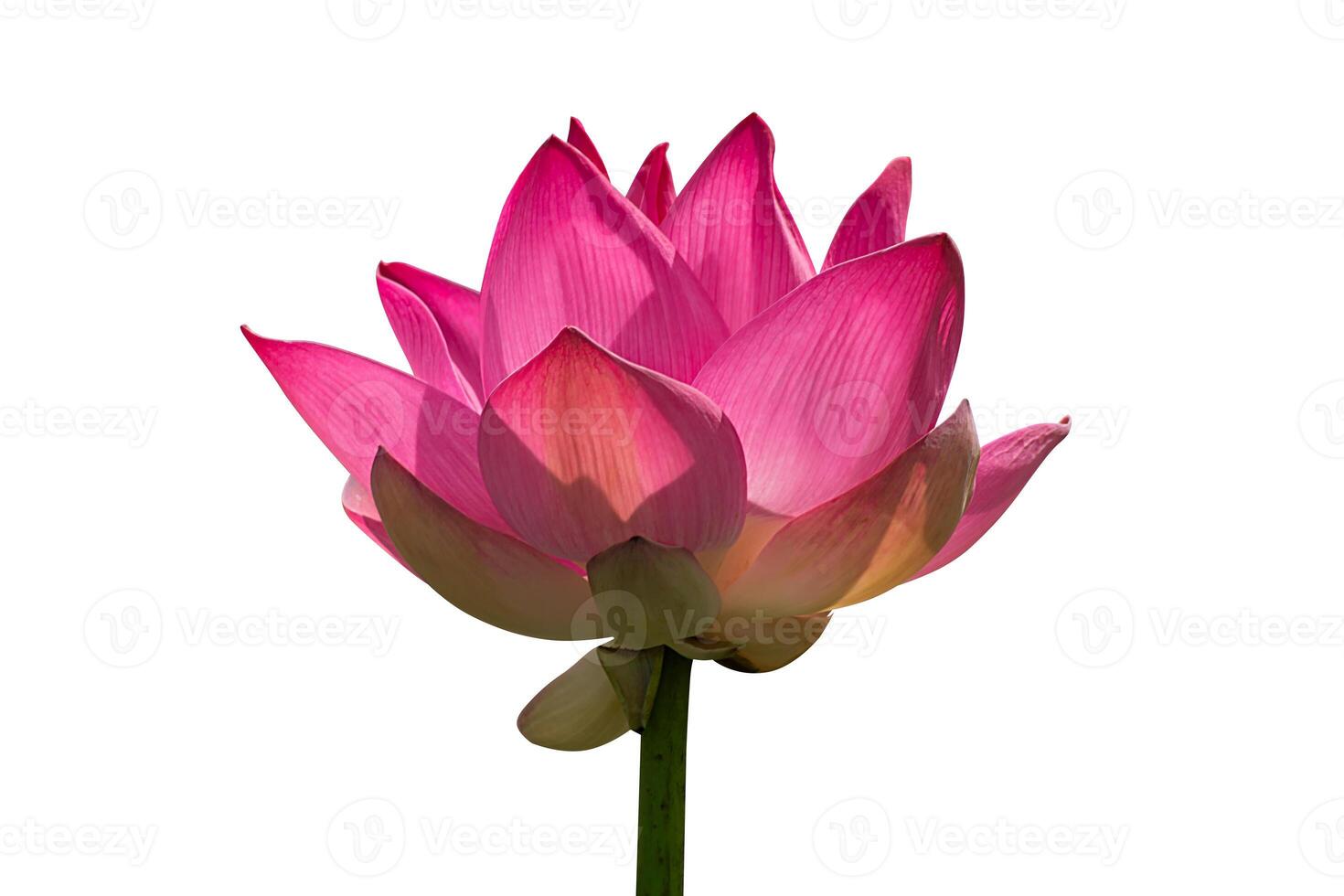 pink lotus flower are blooming photo