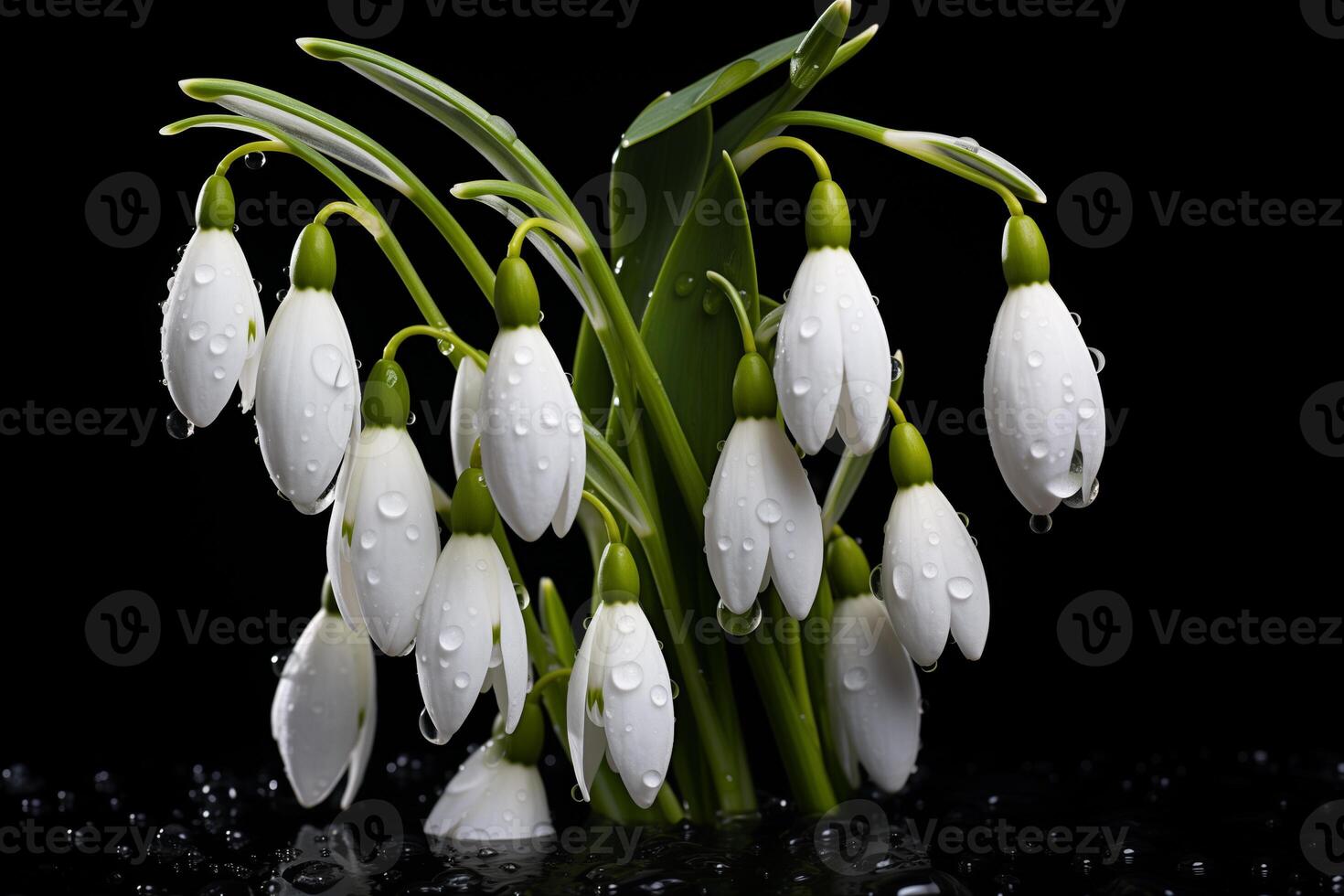 AI generated bouquet of snowdrops with water drops on a black background photo