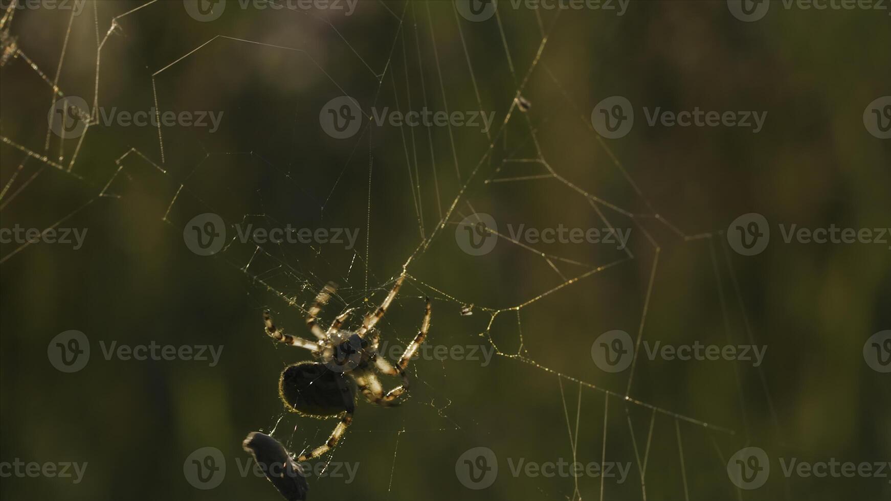 Close-up of spider with prey in summer meadow. Creative. Beautiful spider hunts insects for food. Macrocosm and food chain of summer meadow photo