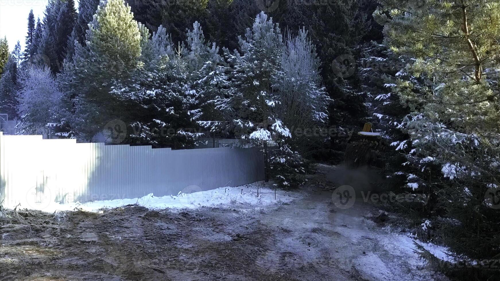 invierno nieve cubierto blanco suelo de pino árbol bosque. acortar. campo la carretera y un cerca con un trabajando tractor y un lote de volador polvo. foto