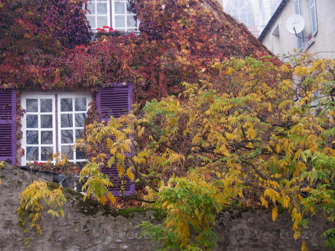 un edificio con un árbol creciente en eso foto