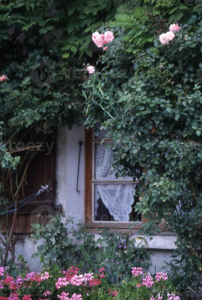 un flor jardín con un banco y un ventana foto