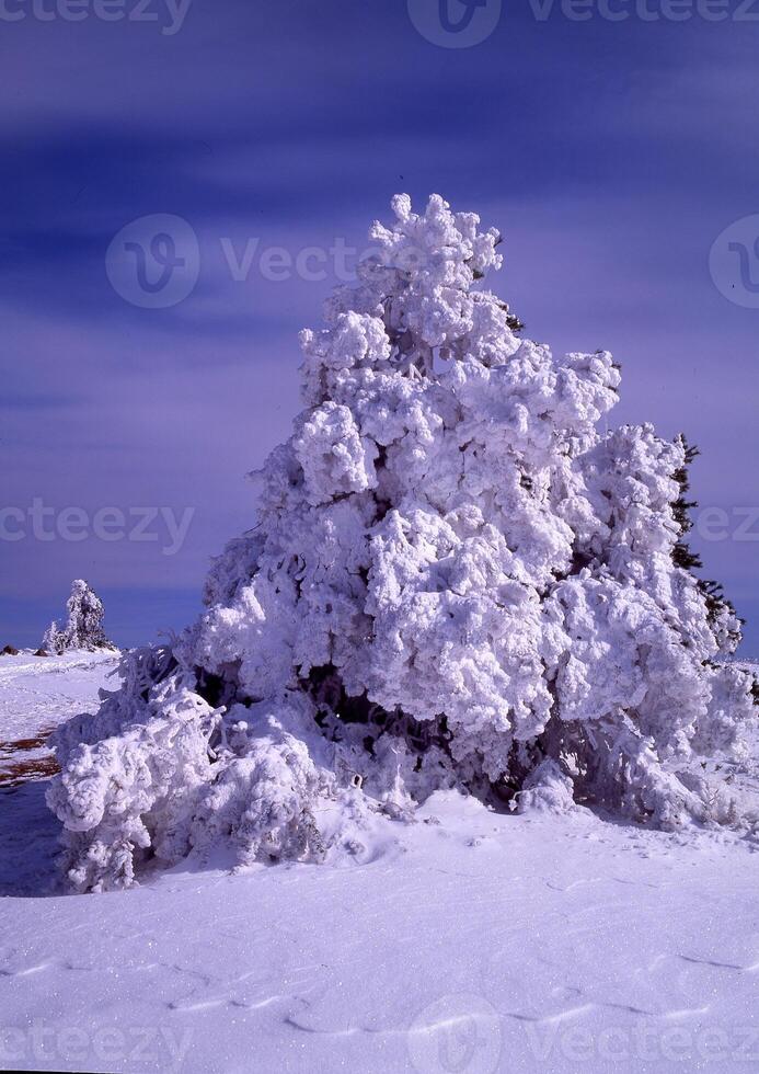 un nieve cubierto árbol es mostrado en el medio de un campo foto