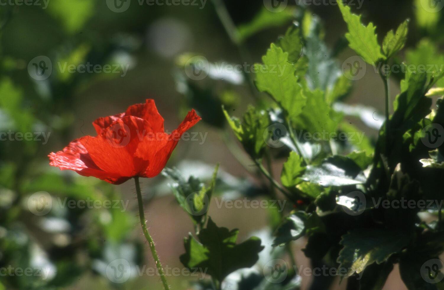 un soltero rojo amapola es en el medio de un verde planta foto