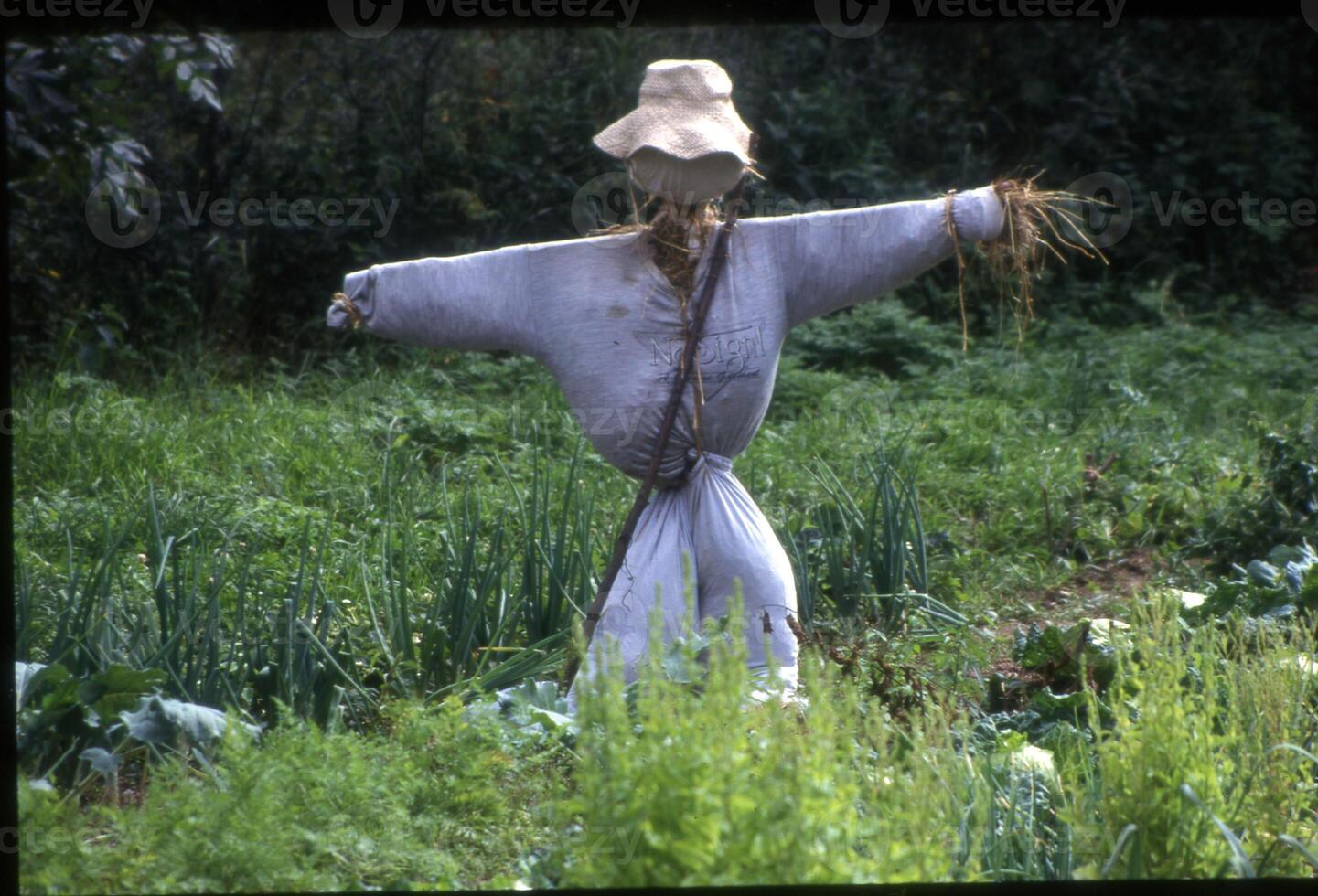 a scarecrow in a field with plants and grass photo