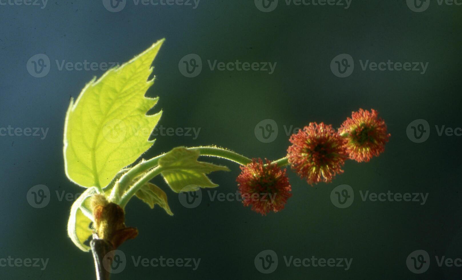 a small plant with red flowers and green leaves photo