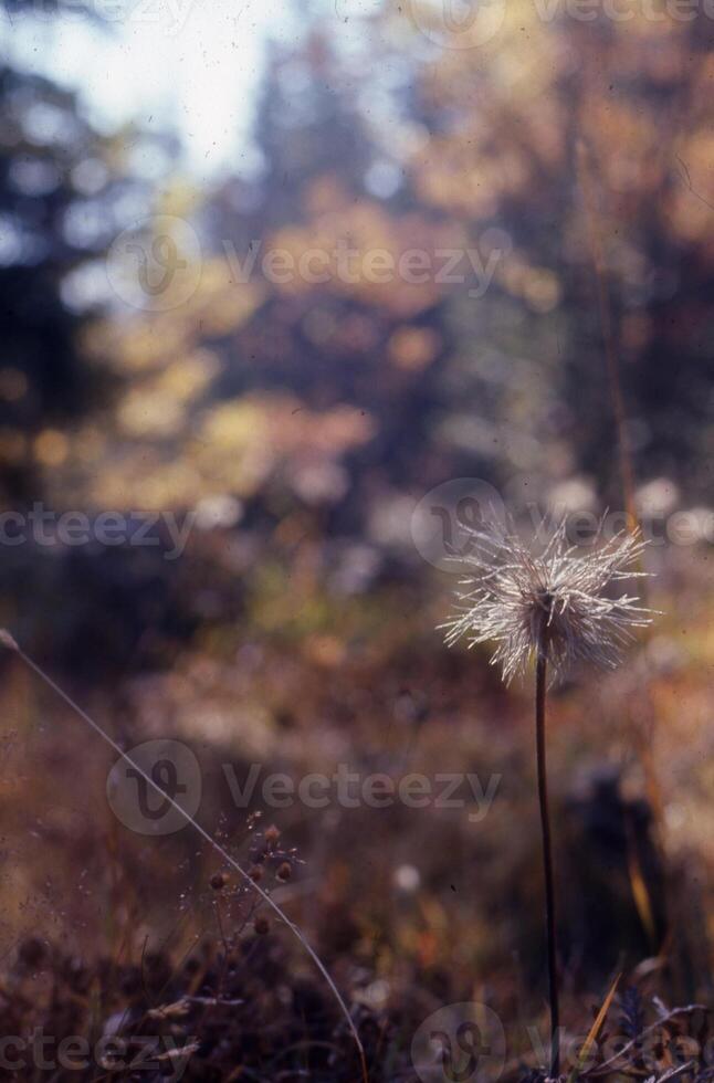 a dandelion in the woods with trees in the background photo