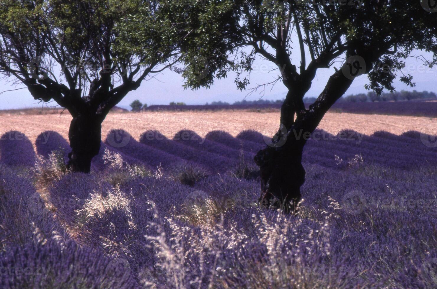 lavender fields in provence, france photo