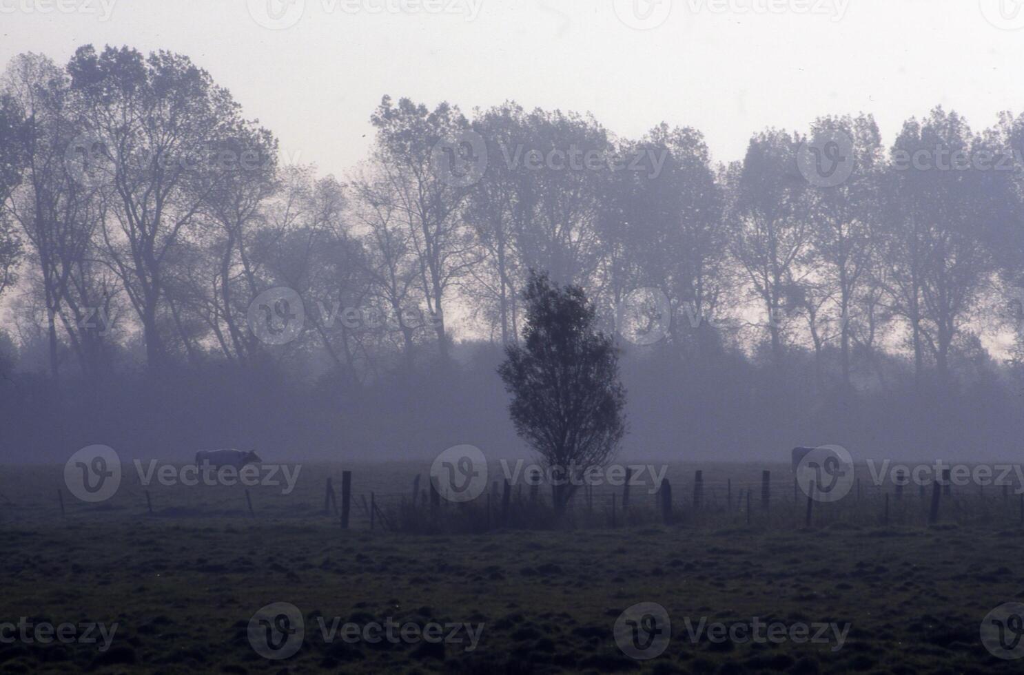 a field with cows grazing in it photo