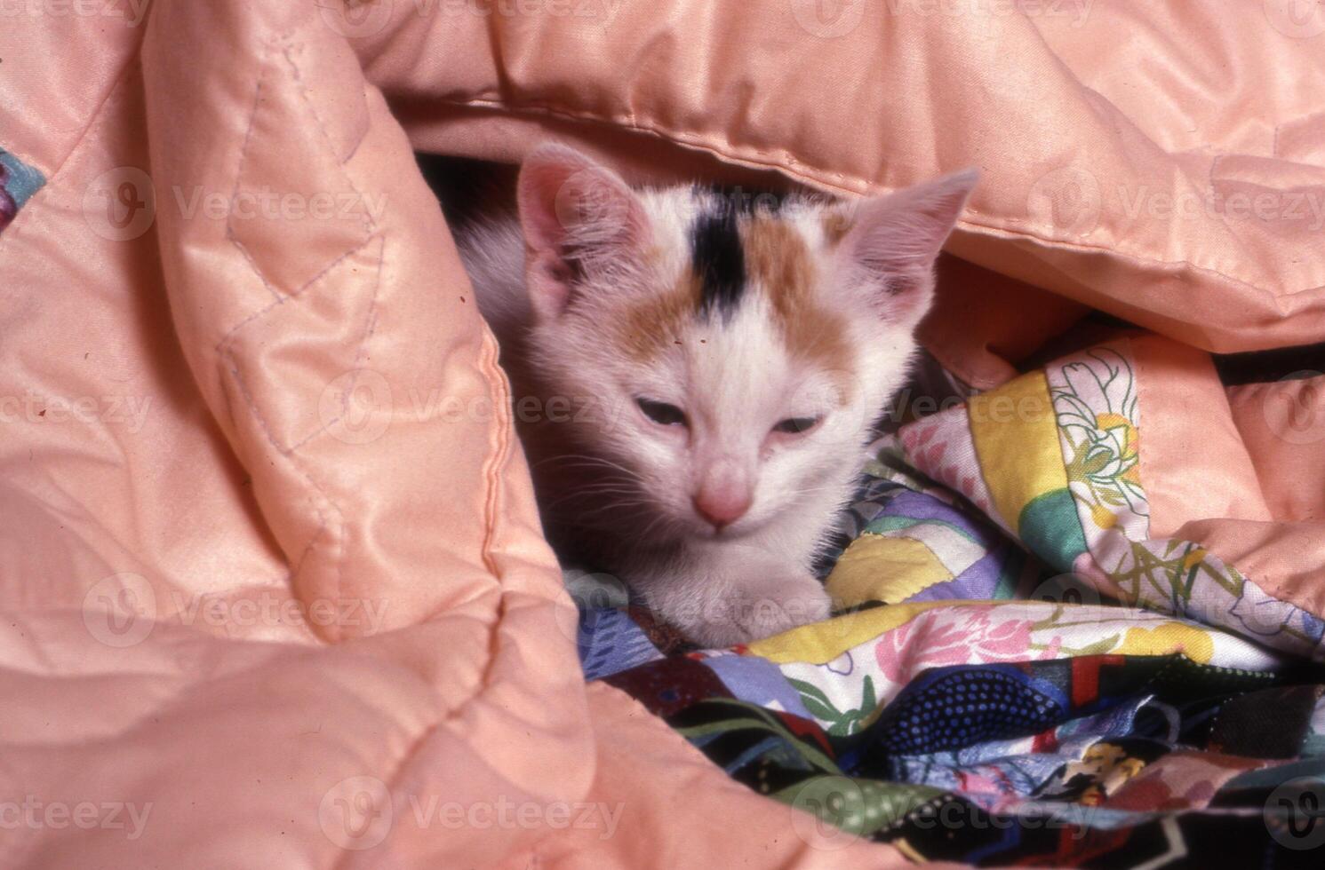 a kitten hiding under a blanket photo