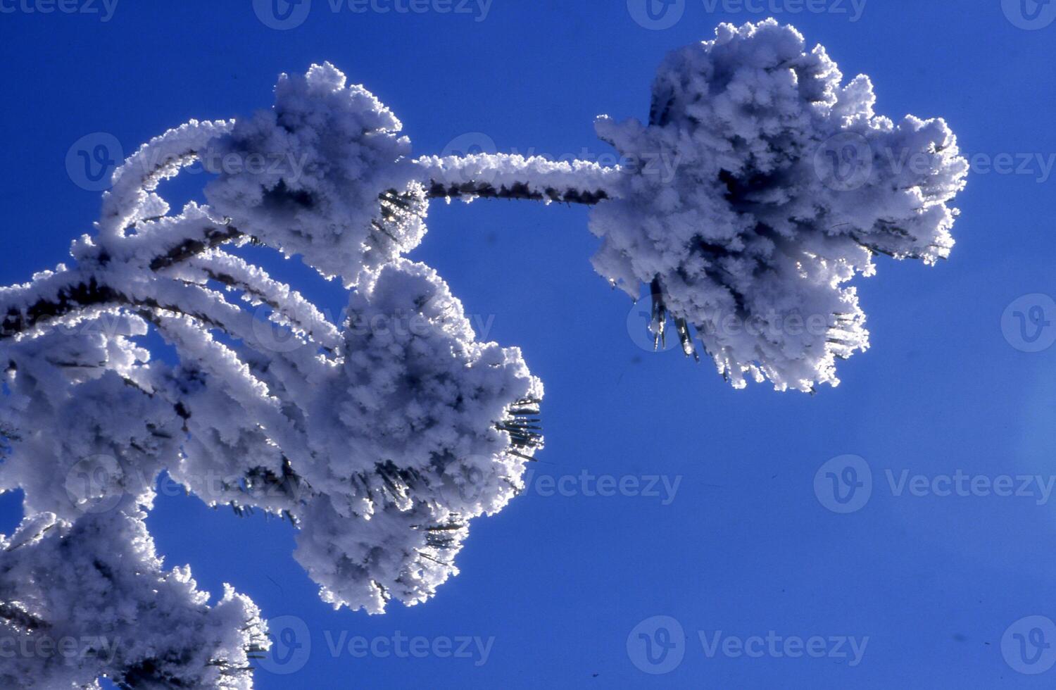 a snow covered pine tree with blue sky in the background photo