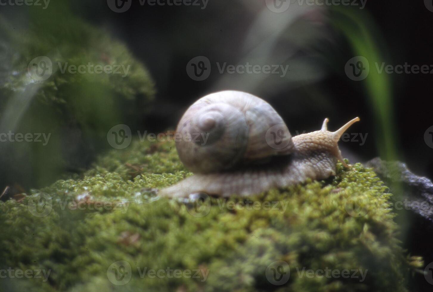 a snail is crawling on top of a mossy surface photo
