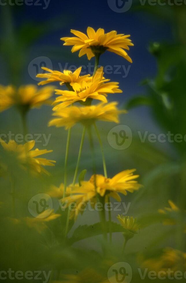 yellow flowers in the field with a blurry background photo
