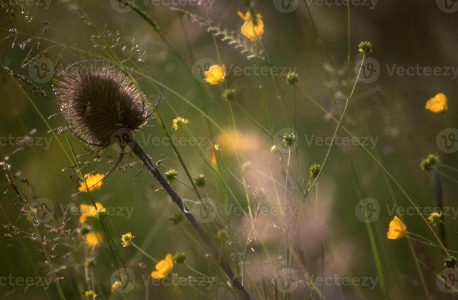 a thistle plant in a field of yellow flowers photo