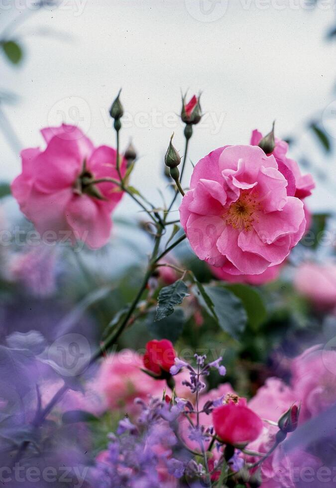 a bunch of pink flowers photo