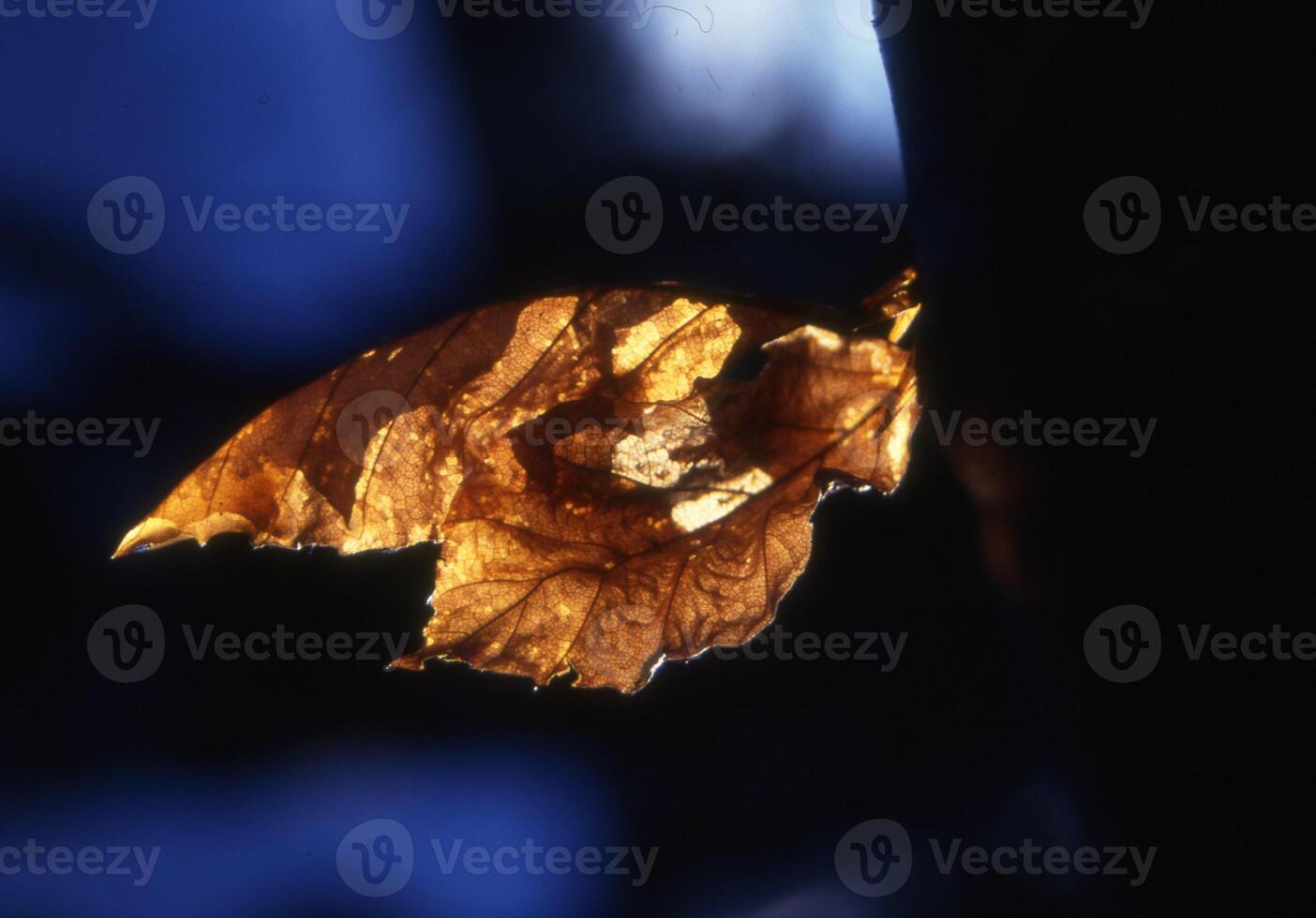 un muerto hoja es mostrado en el oscuro foto