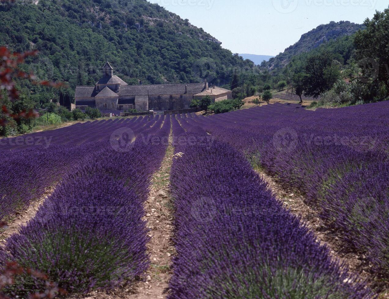 lavender fields in provence, france photo