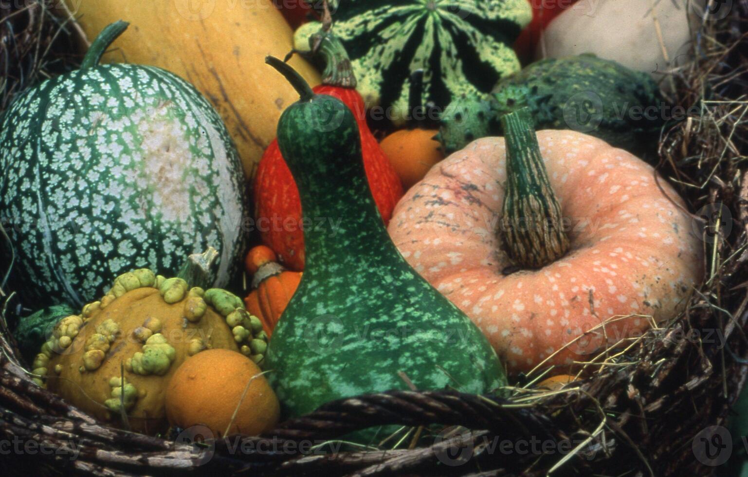 a basket full of different types of squash and gourds photo