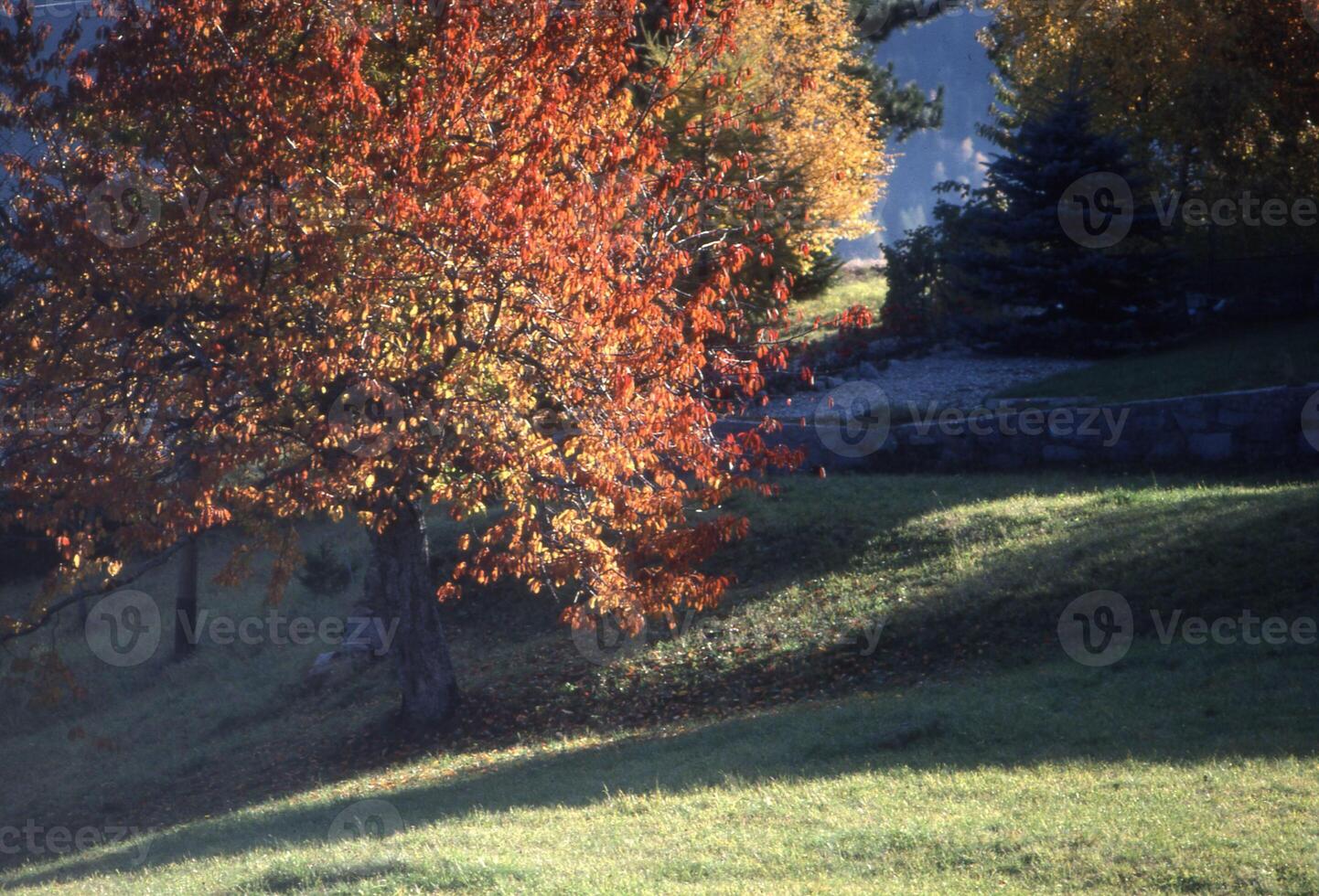 un árbol con un rojo hoja foto