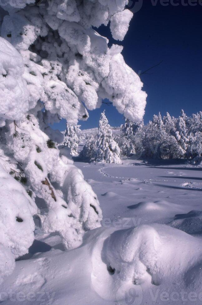 árboles cubiertos de nieve en las montañas foto