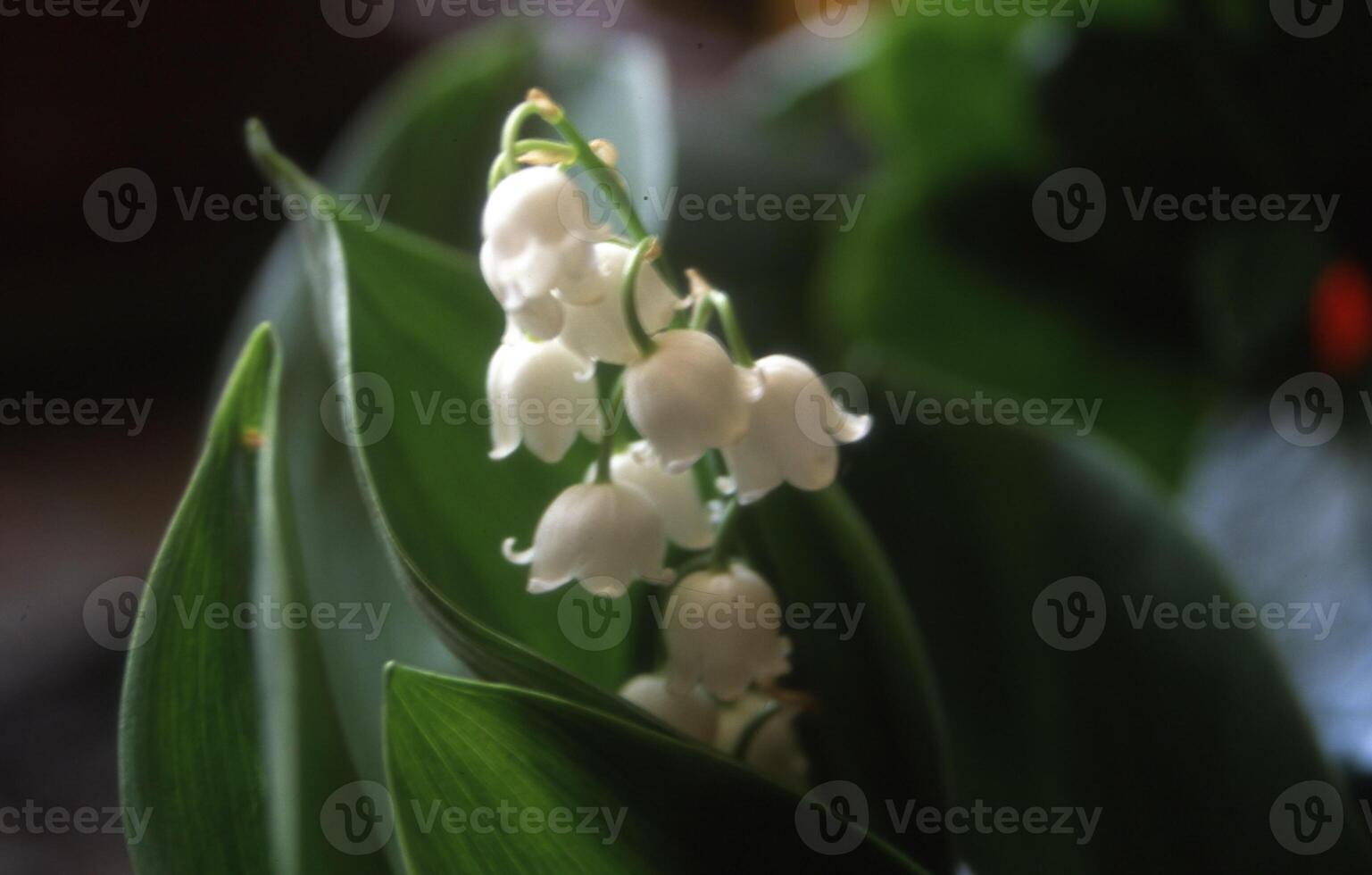 flores de lirio de los valles foto