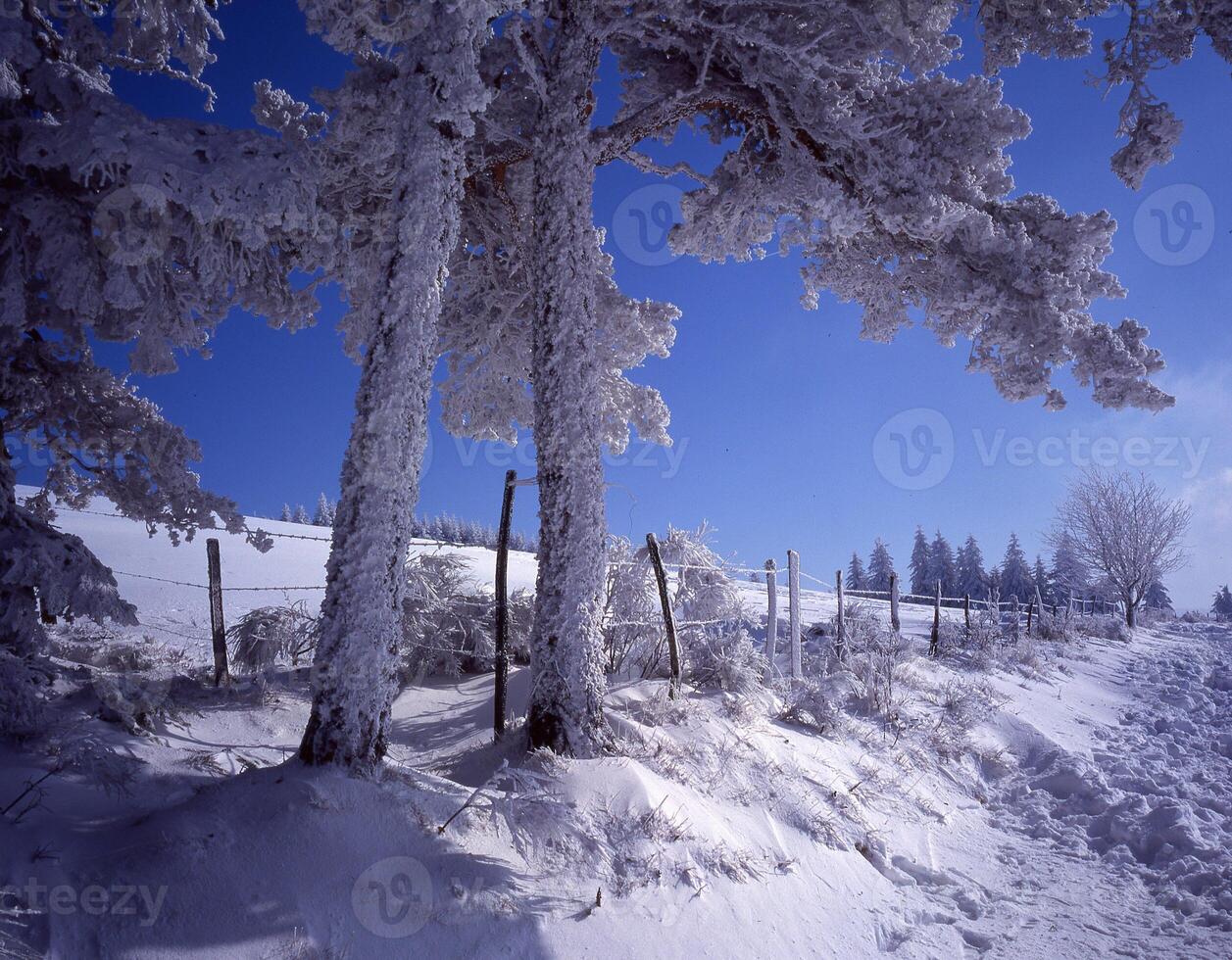a snowy landscape with trees and a fence photo