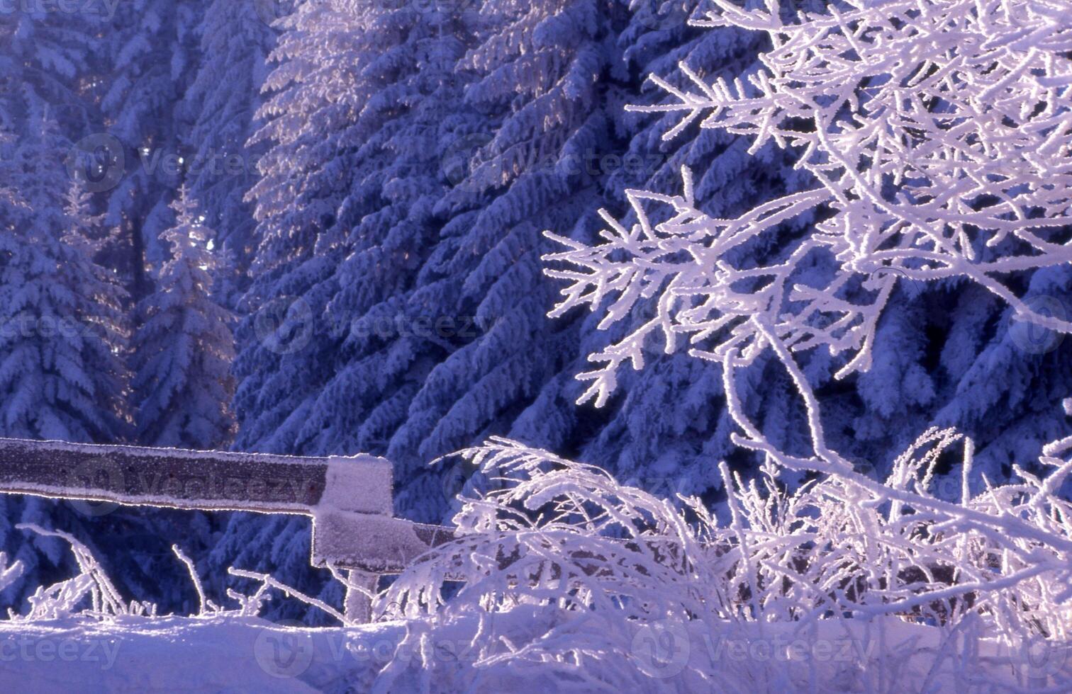 a bench is covered in snow and trees photo