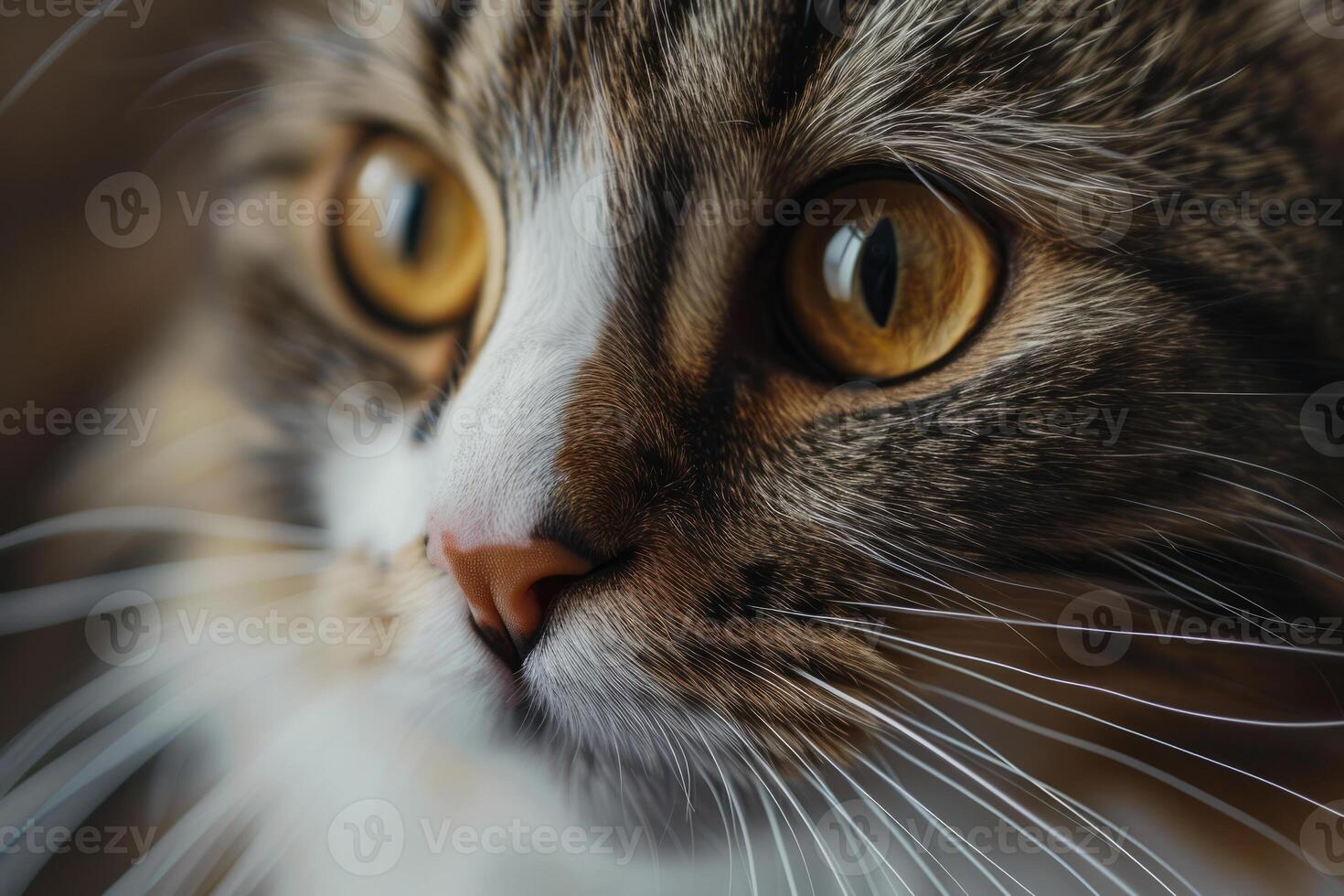 AI generated Cat's face with expressive eyes. Pets and lifestyle concept. Generative AI photo