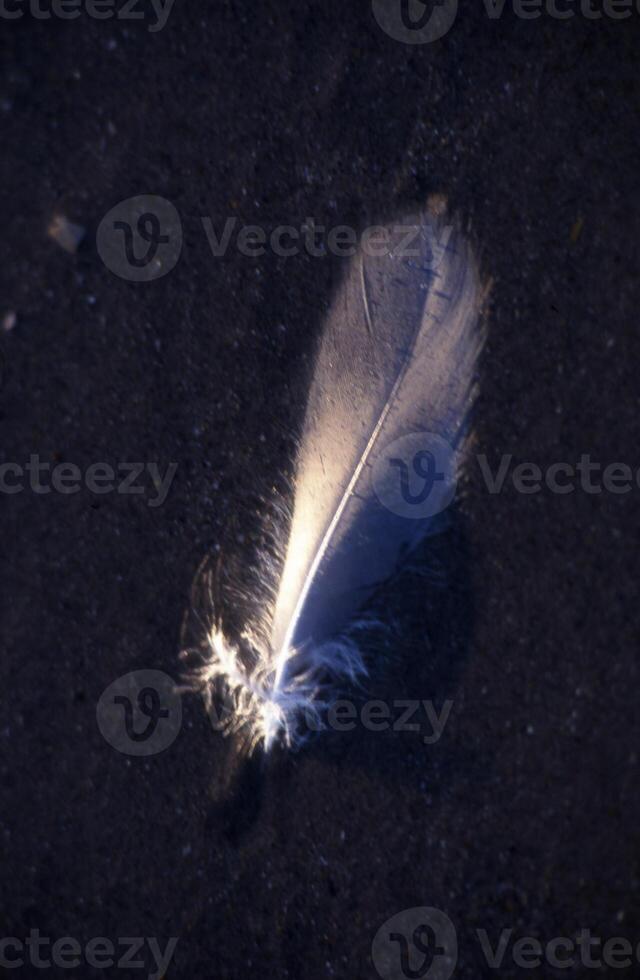 a white feather laying on the ground photo