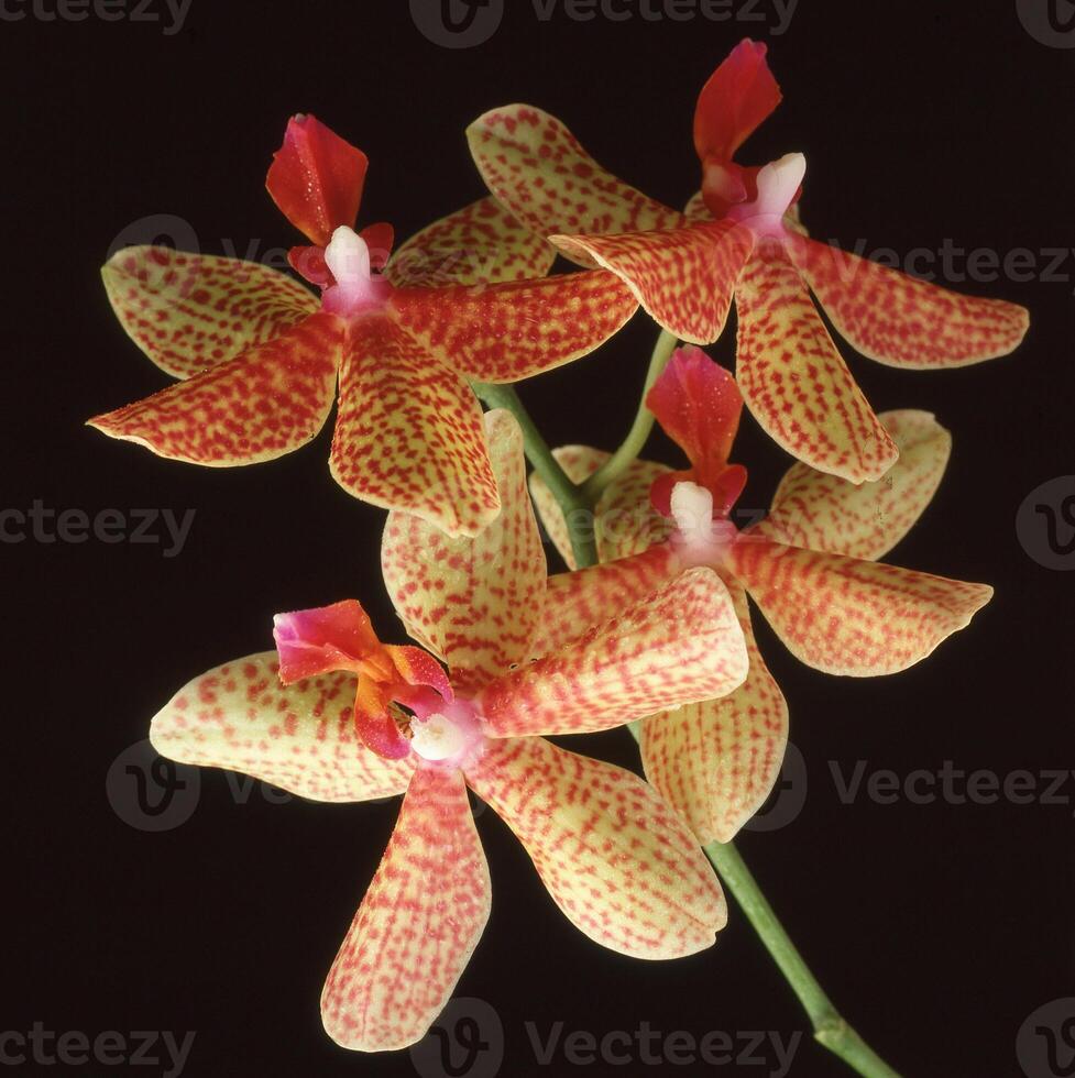 a group of red and white orchids photo