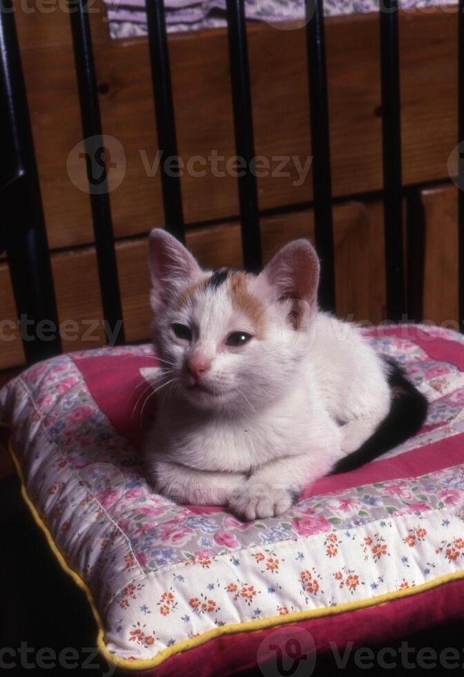 a cat sitting on a pillow photo