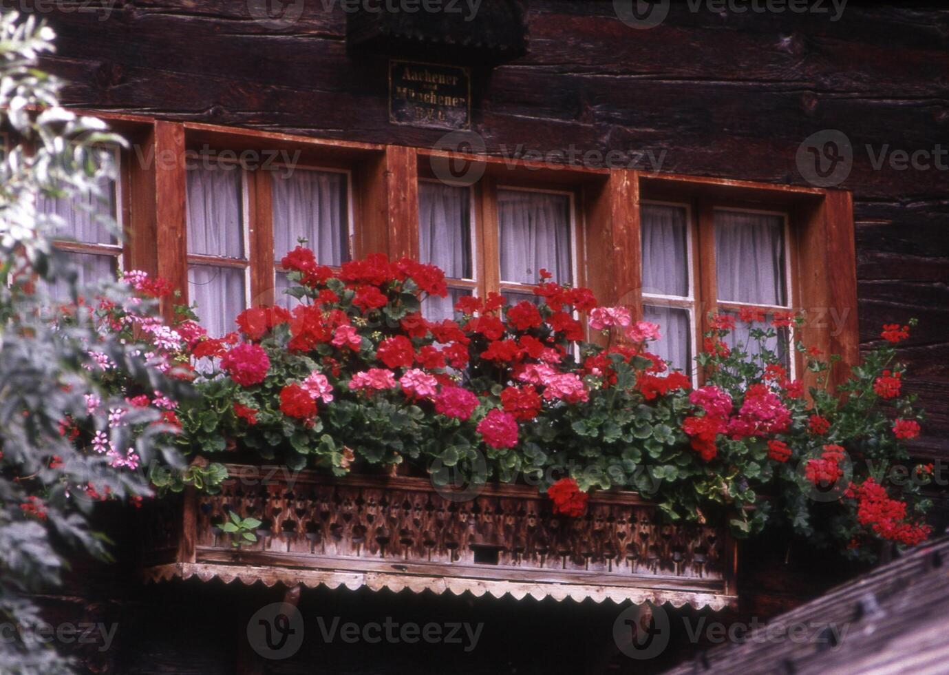 a window box filled with flowers photo