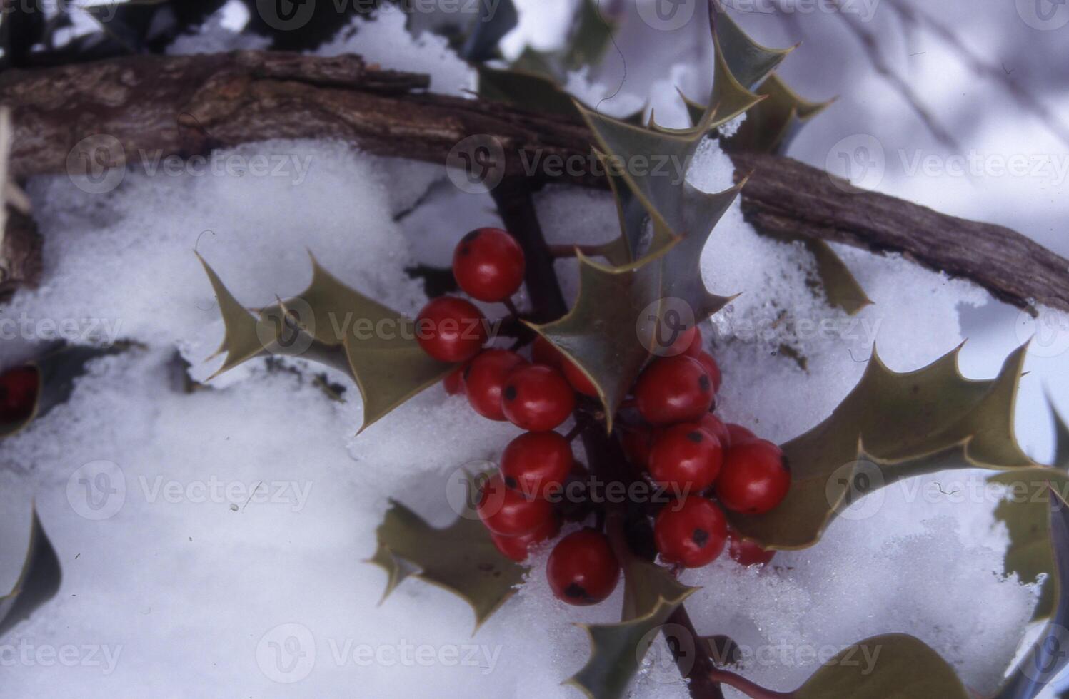 holly berries in the snow photo