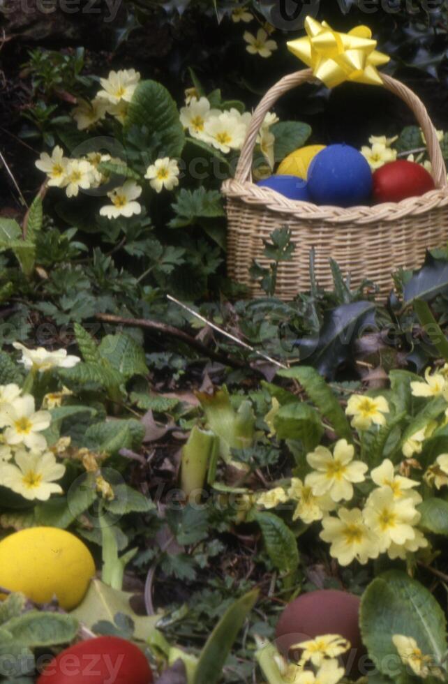 a basket with eggs in it sitting on the ground photo