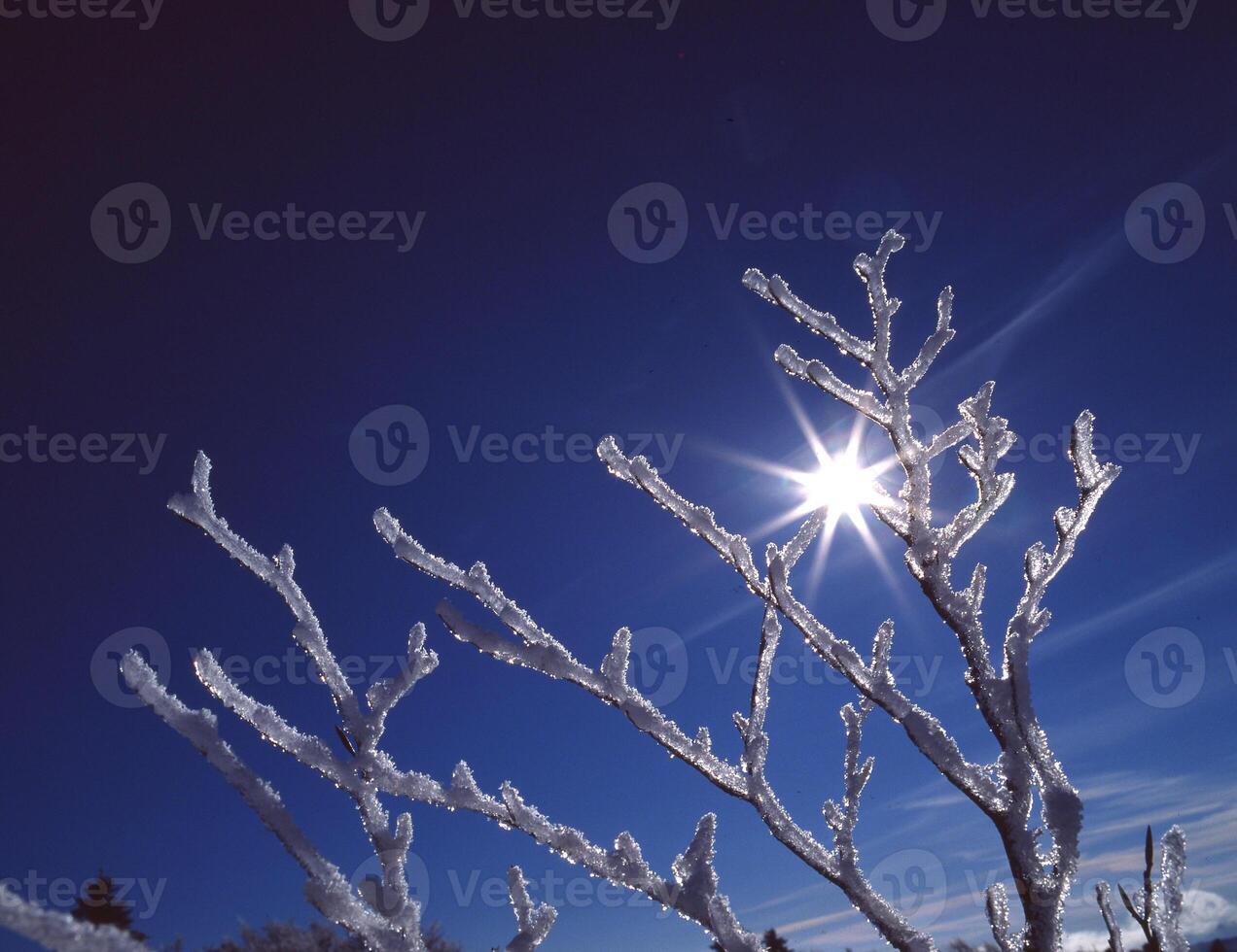 the sun shines through the branches of a tree photo