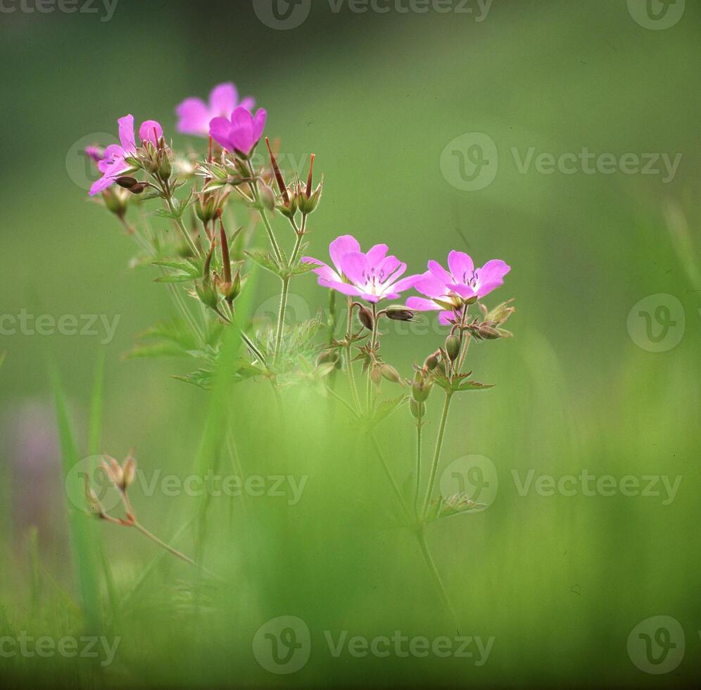 a small group of pink flowers in a green field photo