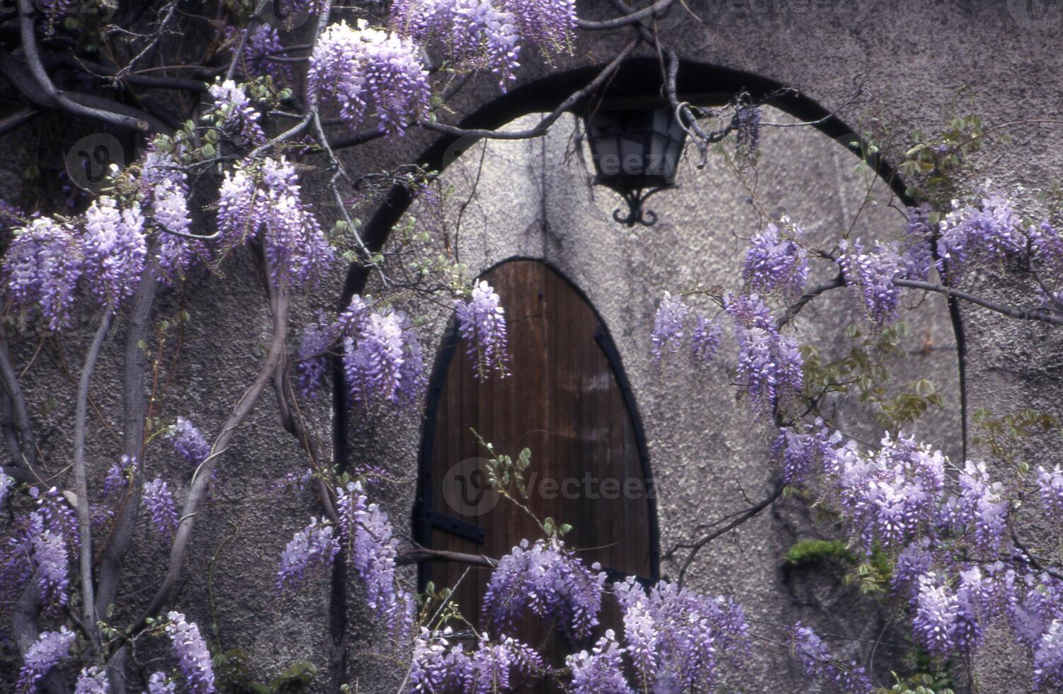 a door with a window and purple flowers photo