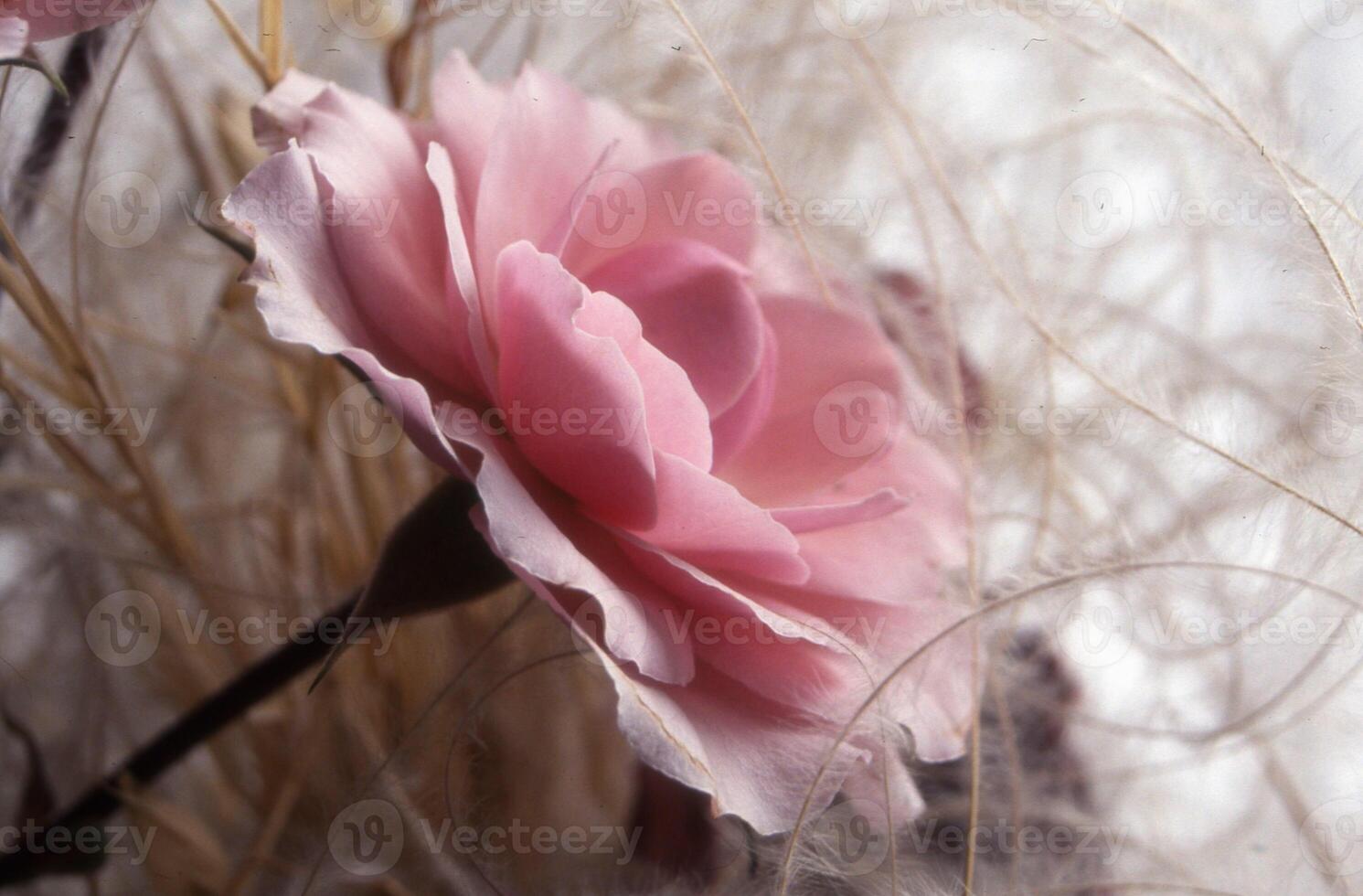 a pink rose in a vase with some grass photo