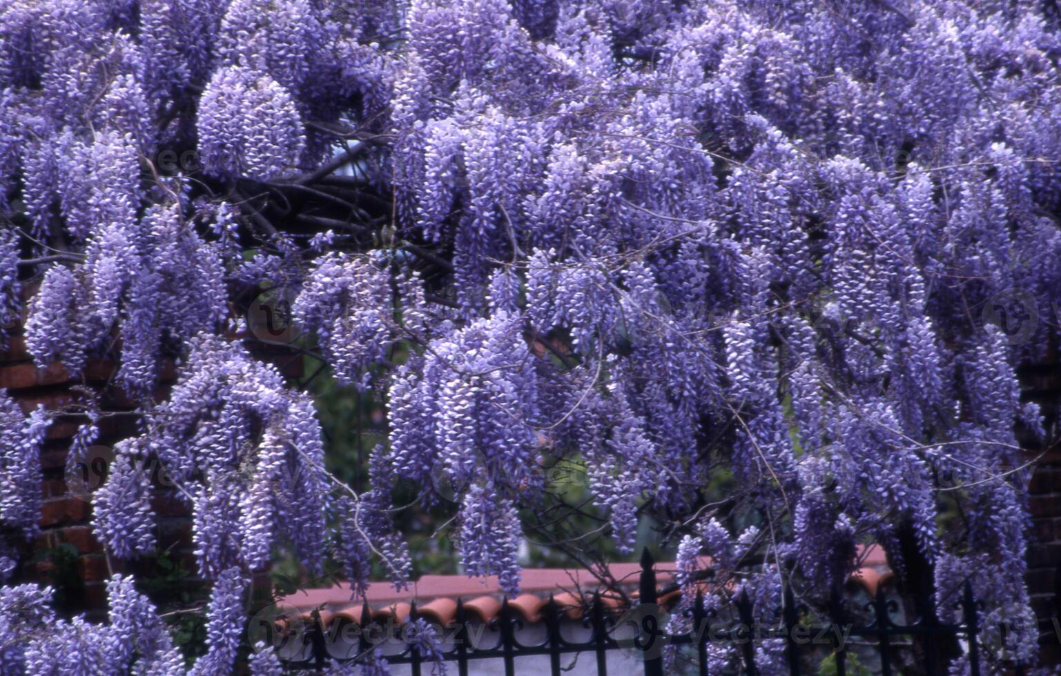 a large purple tree with many flowers photo