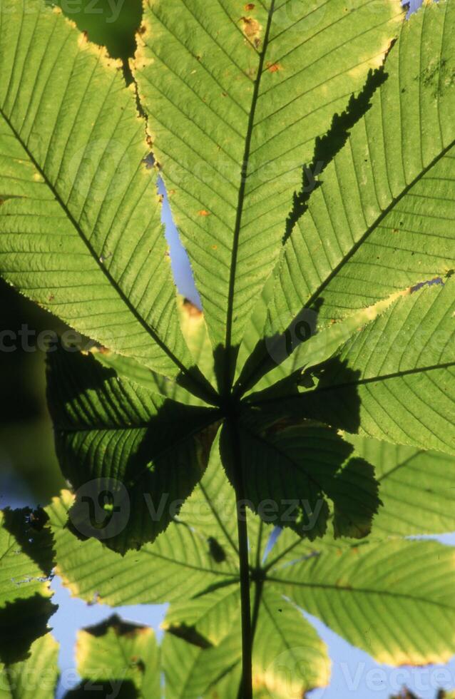 a close up of a leaf with green leaves photo
