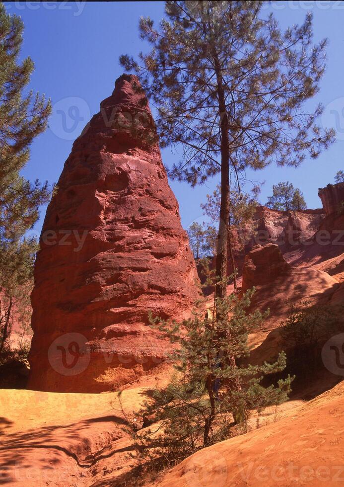 un alto árbol en el primer plano foto