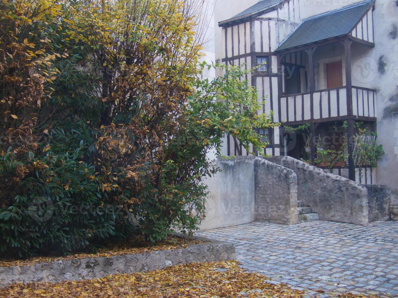 a tree with leaves on it photo