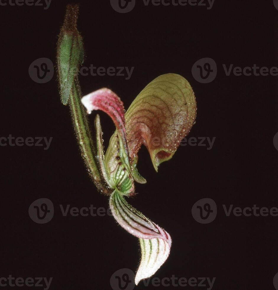 a close up of a flower with a green stem photo