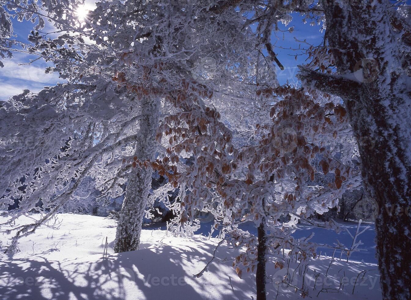 snow covered trees and bushes in the sun photo