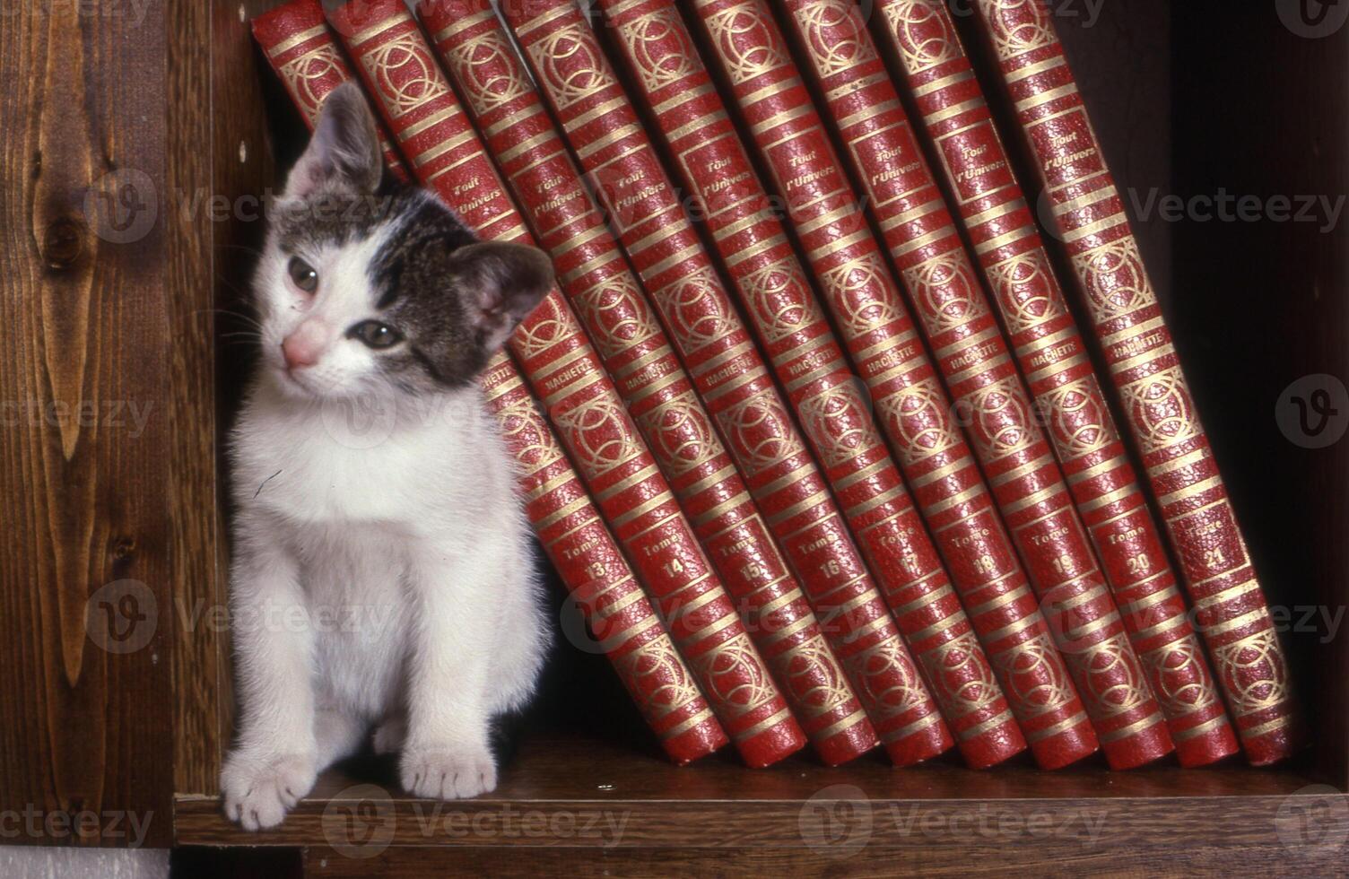 a cat sitting on a shelf next to a stack of books photo