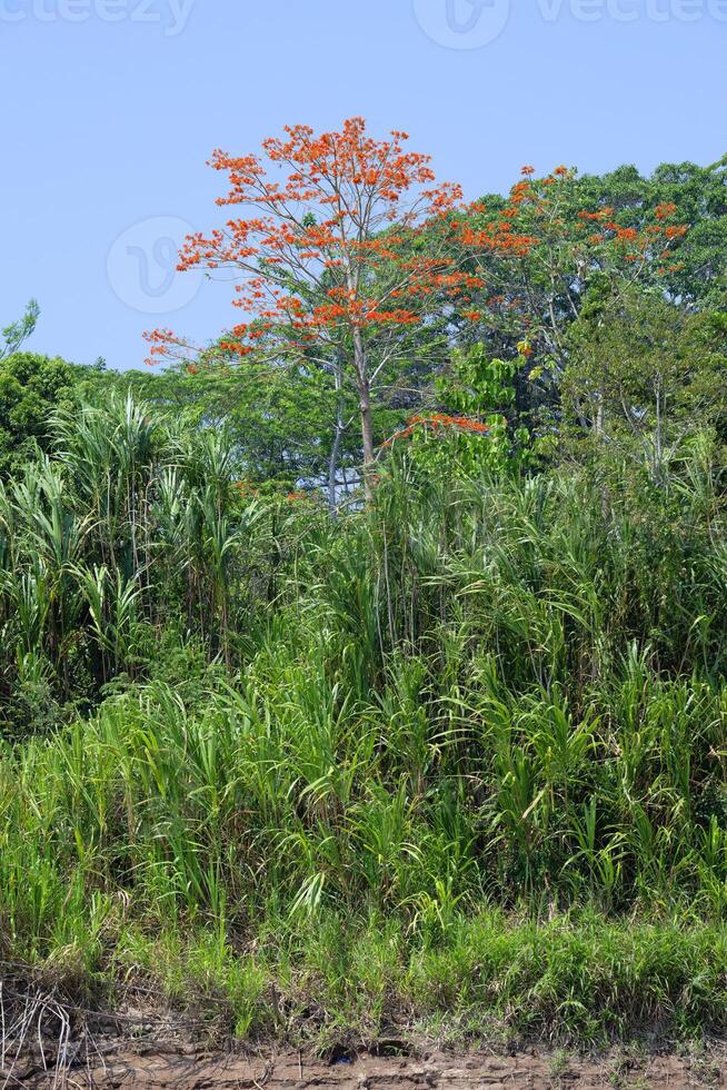 Amazonas tropical lluvia bosque con rosado ipe árbol, tabebuia ipe, madre Delaware dios río, manu nacional parque, peruano Amazonas, Perú foto