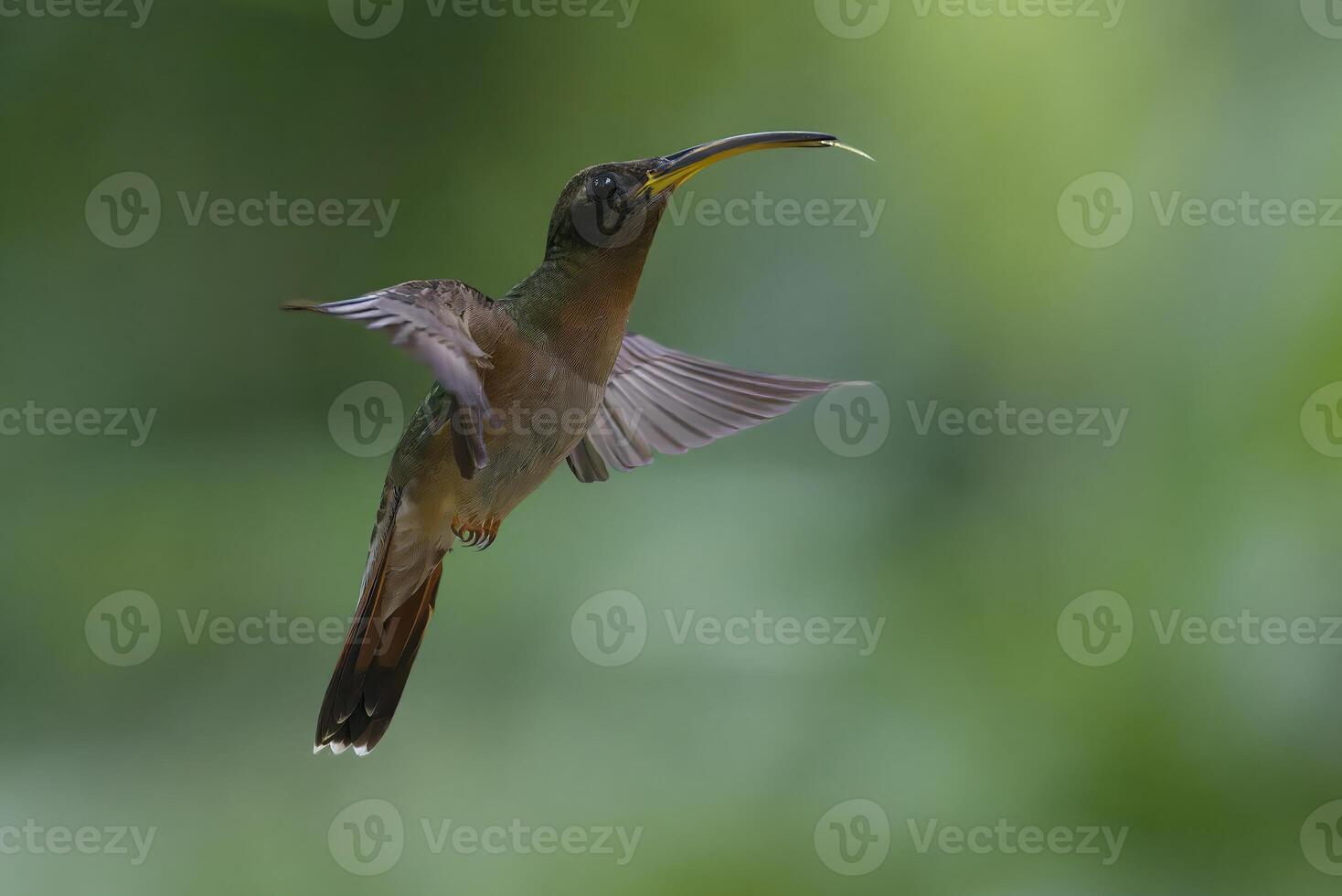 de color herrumbre pecho ermitaño, glaucis hirsuto, en vuelo, manu nacional parque, peruano Amazonas nube bosque, Perú foto