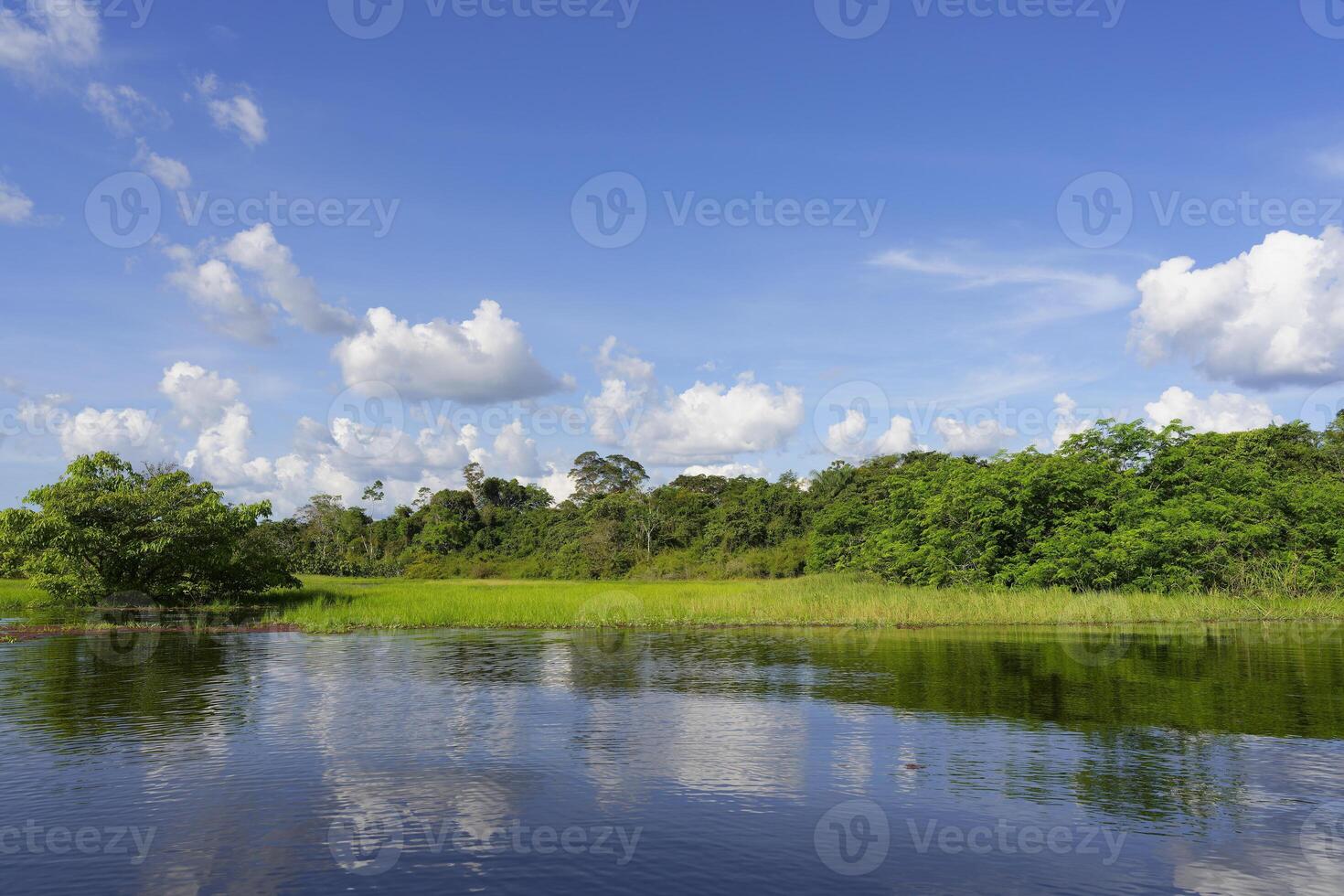 Flooded forest on the Abacaxis river, an Amazon tributary, Amazonas state, Brazil photo