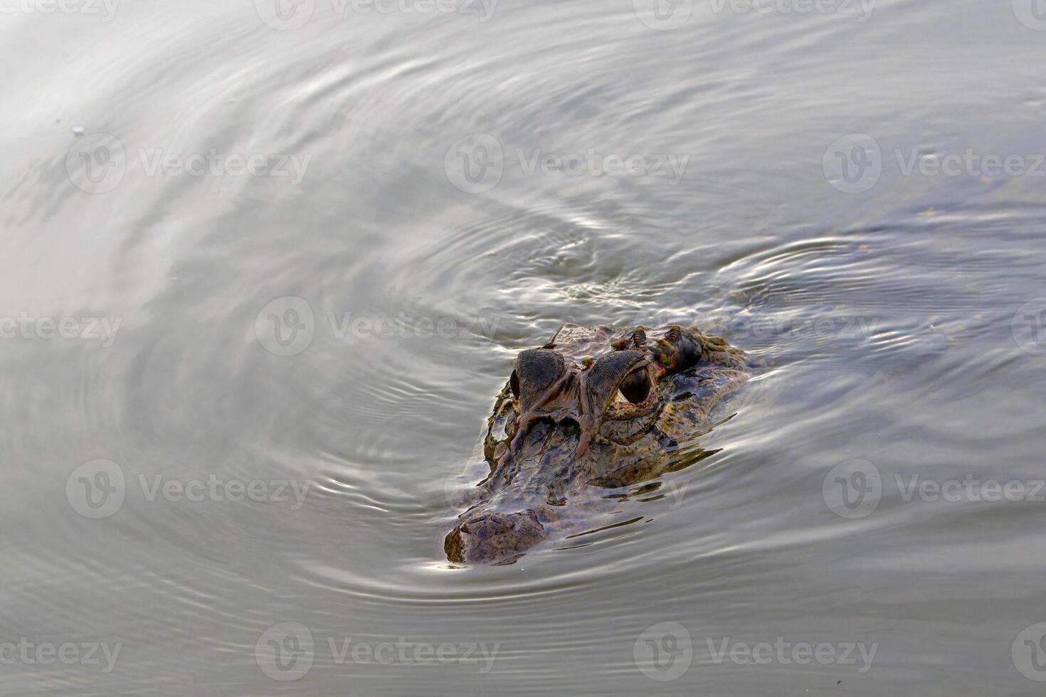 Black caiman, Melanosuchus niger, swimming in the Madre de Dios River, Manu National Park, Peruvian Amazon, Peru photo